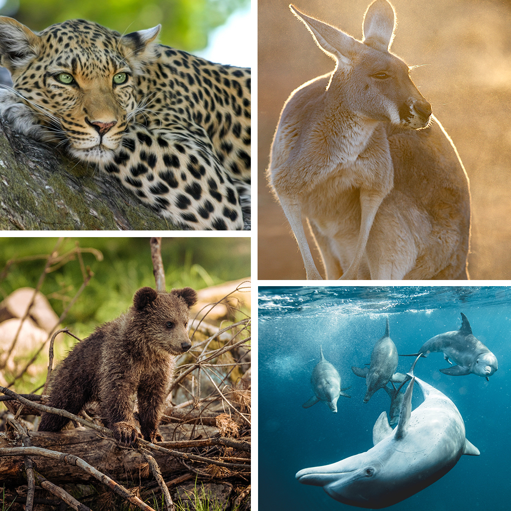 leopard, kangaroo, bear cub and dolphins collage